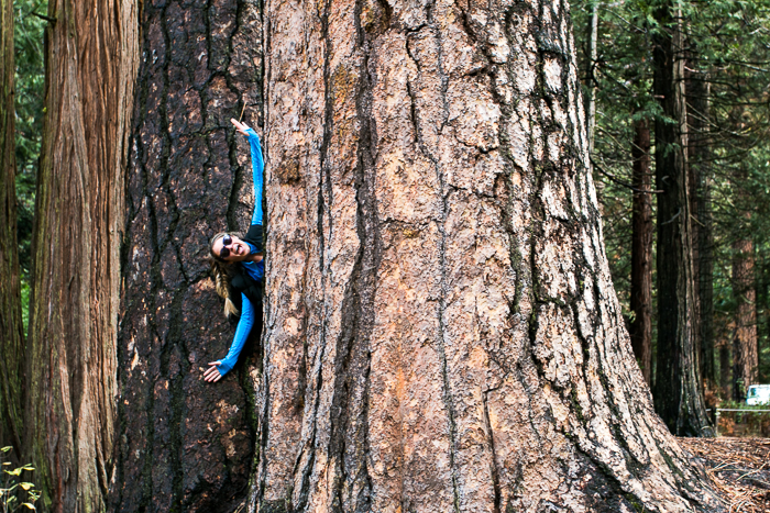 Yosemite National Forest 