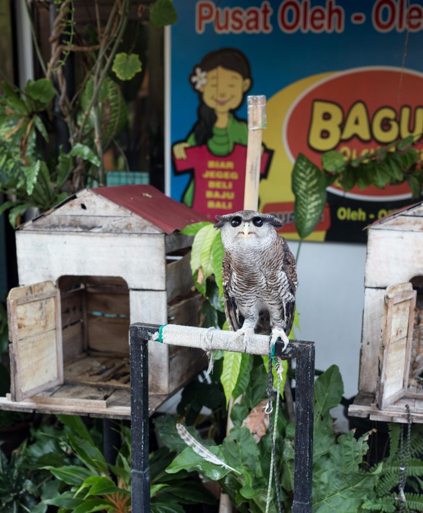 Owl in Bali