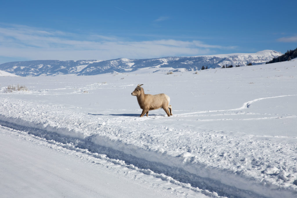 Jackson Hole Wildlife