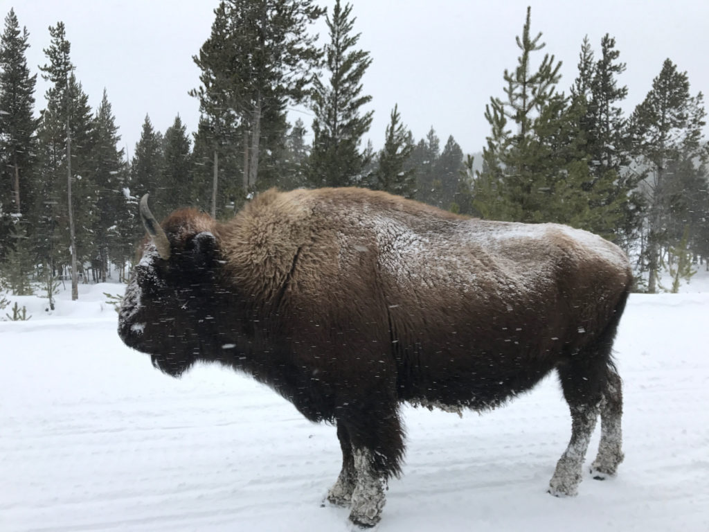 Bison in Jackson Hole