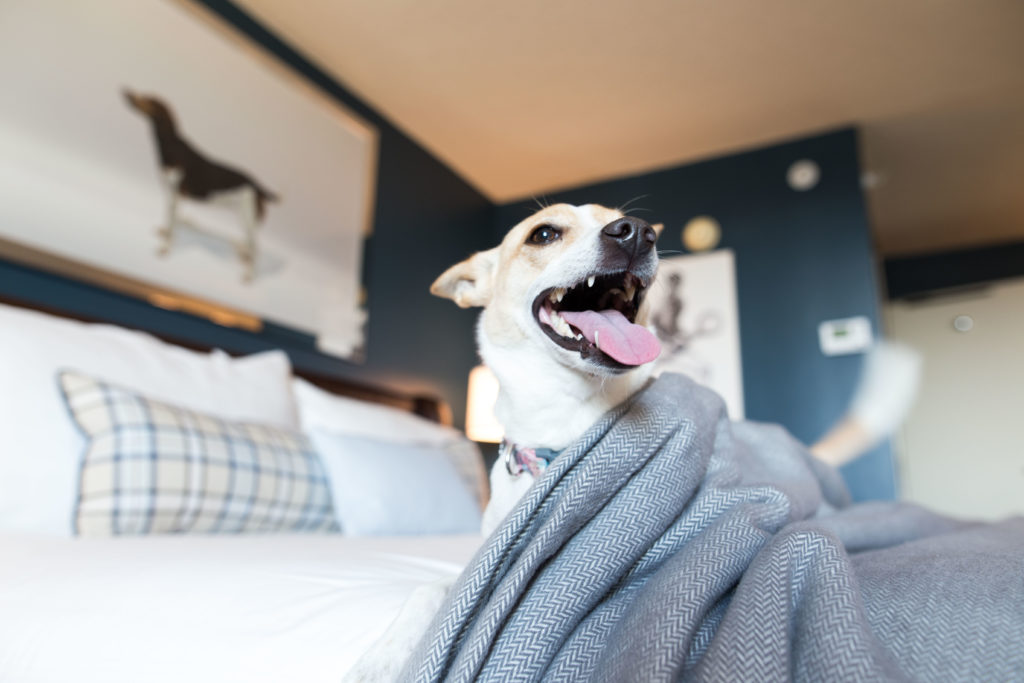 Pet friendly hotels in Richmond