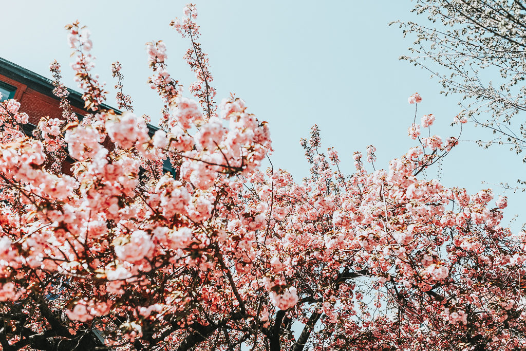 Cherry Blossoms in DC