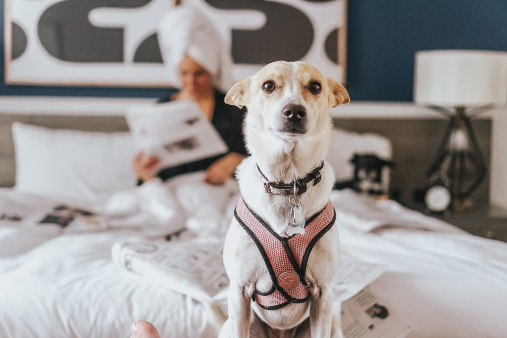 Pet Friendly Hotels in DC