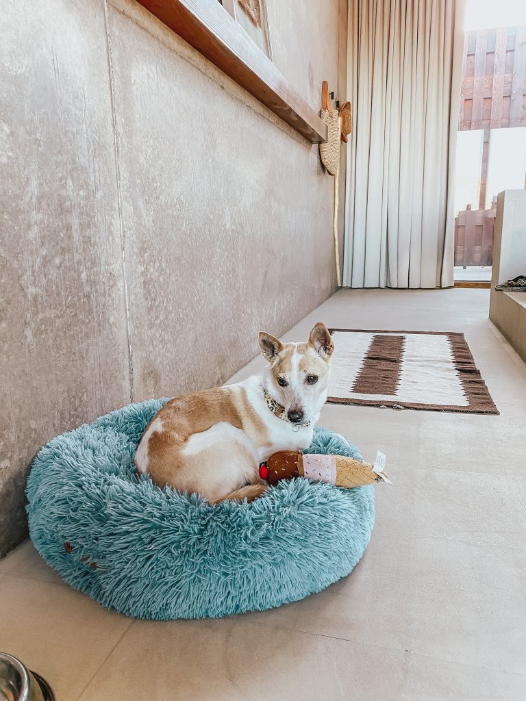 Amangiri Pets